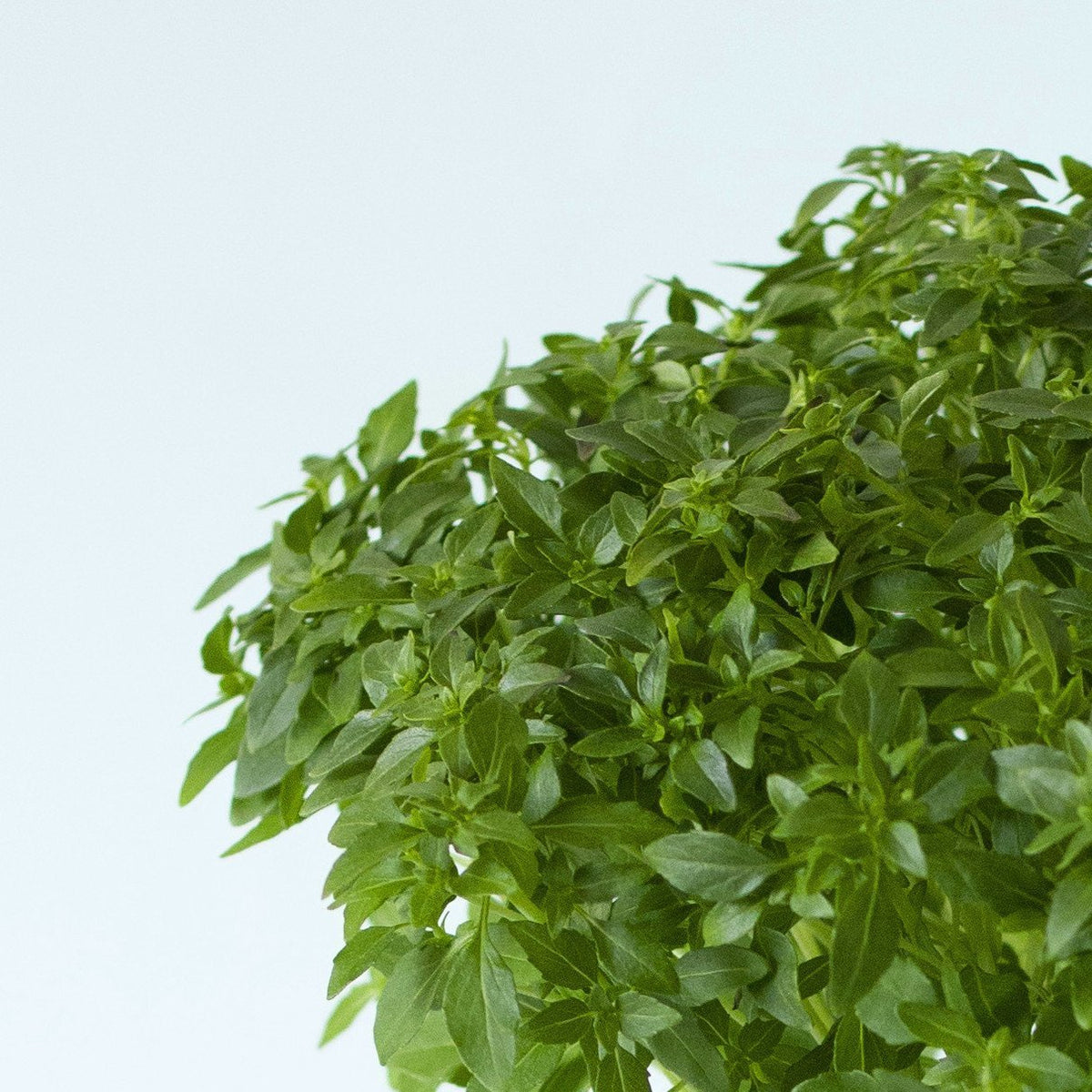Basilic Fin Vert